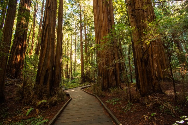 Wooden path through a forest of tall, towering trees with sunlight filtering through.