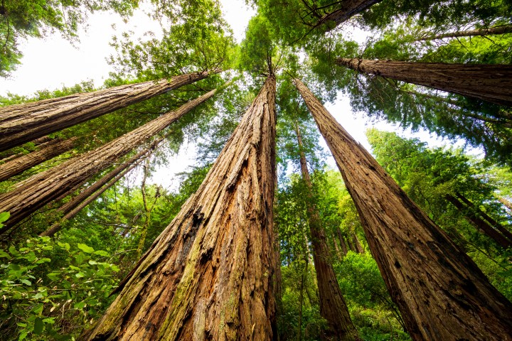Tall redwood trees photographed from below, with bright green foliage.