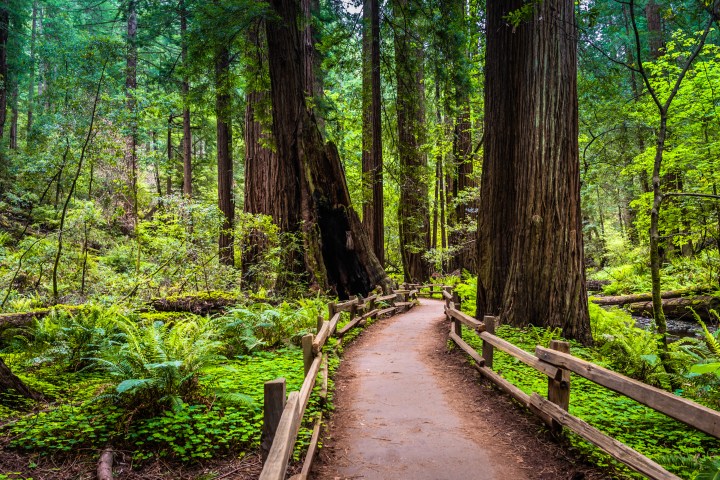Pathway through a lush forest with tall trees and wooden fence.