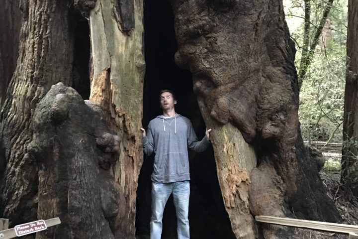 Person standing inside a large, hollow tree trunk in a forest.
