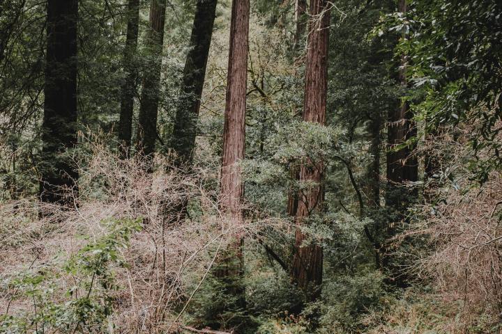 A wooded path winding through tall trees and dense greenery in a forest.